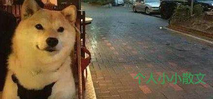 痴迷光芒万丈的爱情，奈何自己只是一个普通的单身狗