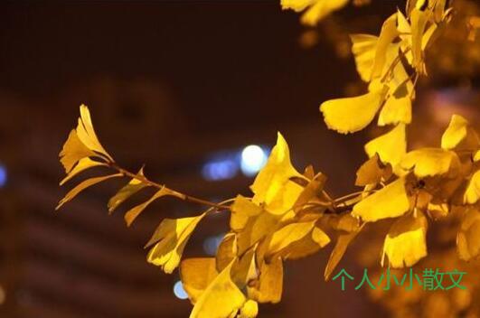 夜色里的银杏树