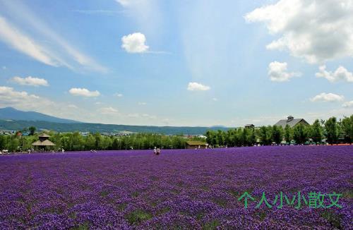 描写夏天的文章