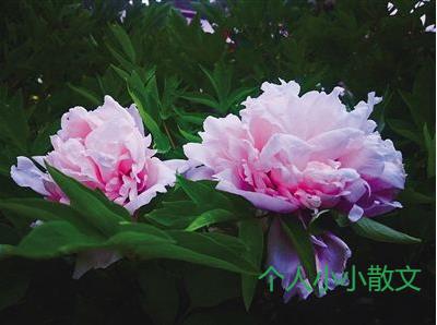 赞美老师的诗歌10篇