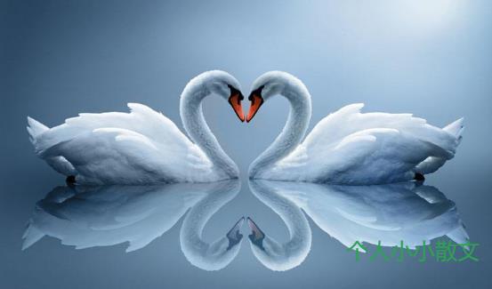 天鹅之恋