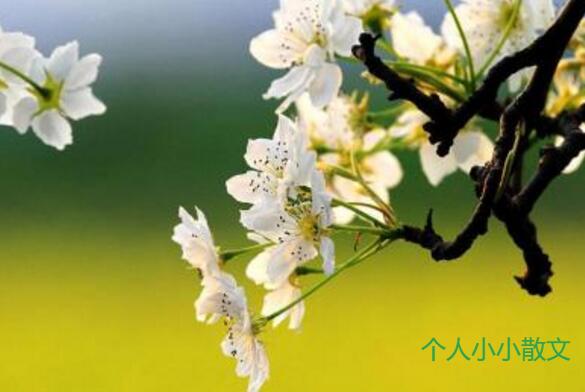 一树梨花白