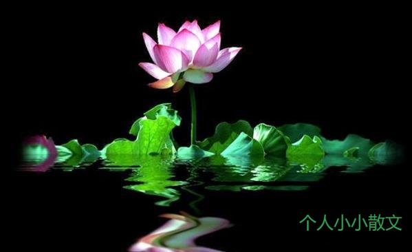 感恩生活，幻化成蝶