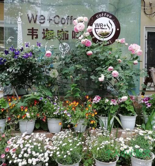 大树对校园的情怀 大树对校园的情怀