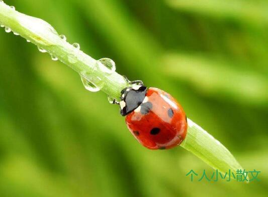 春天的畅想 春天的畅想