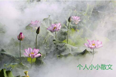 雾里看“花” 雾里看“花”