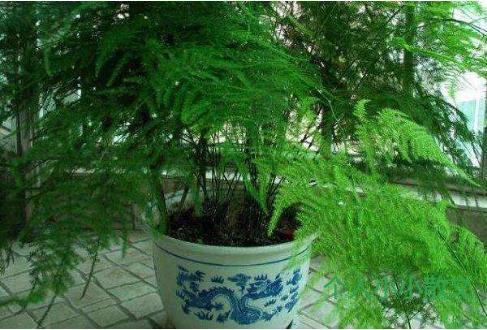 植物观察日记400字5篇