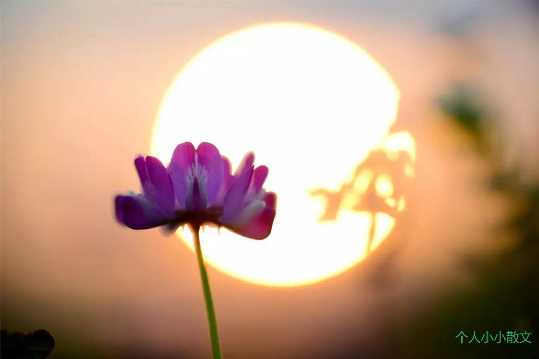 生在浮世 心向清欢 生在浮世 心向清欢