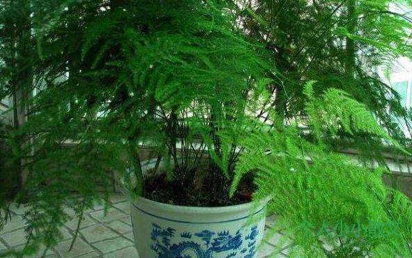 小学生观察日记植物400字