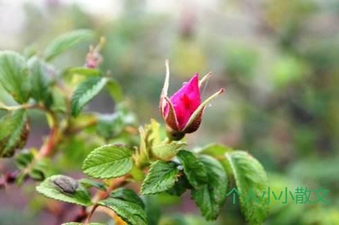 雾中的玫瑰