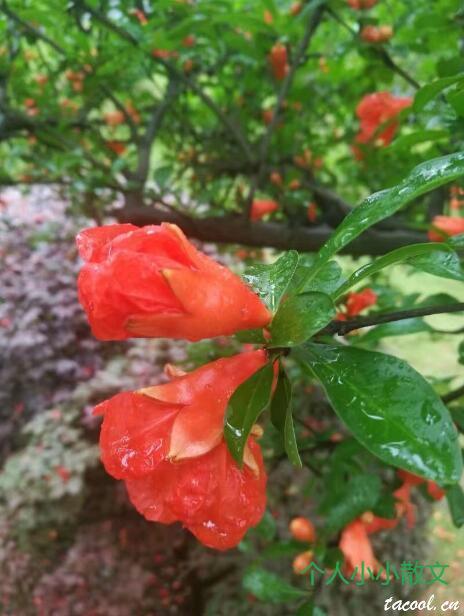 雨中的早晨