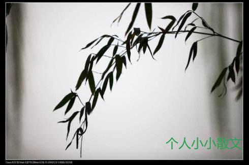 切莫竹影扰心